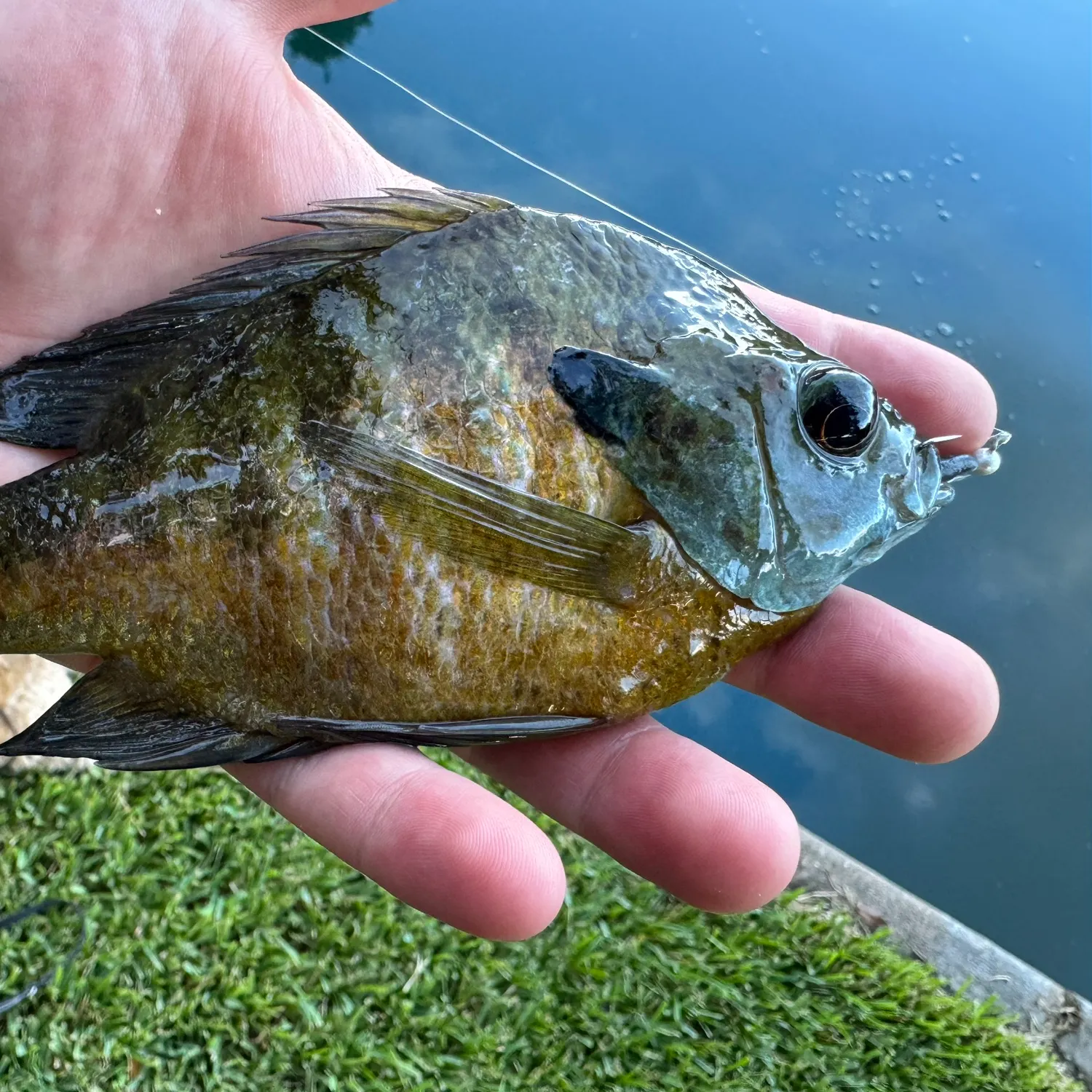 Bluegill caught on Fishbrain