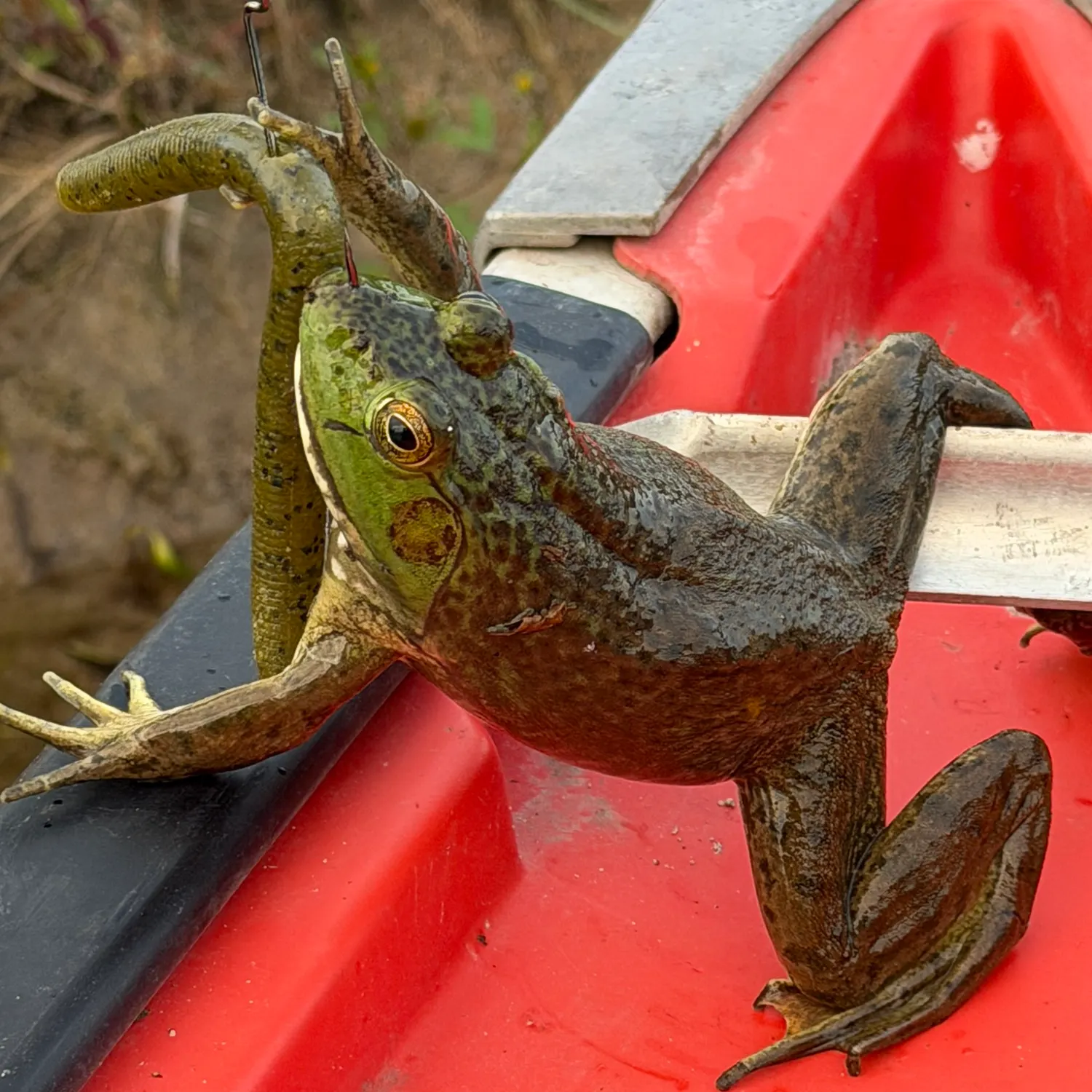 The most recent American bullfrog catches on Fishbrain