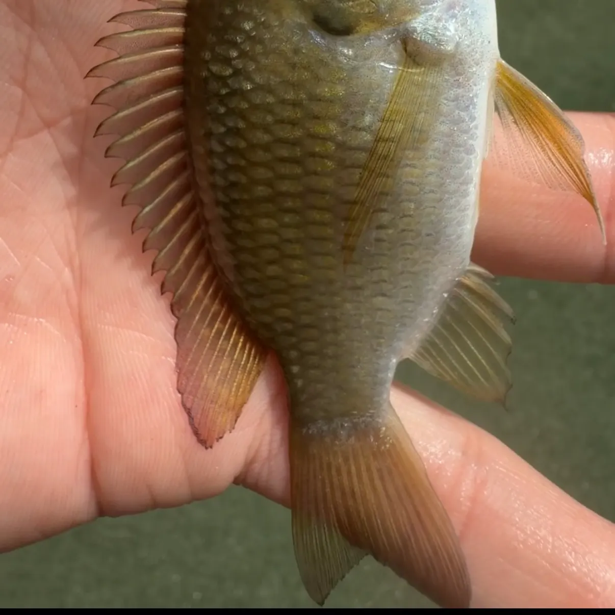 The most recent Blackchin tilapia catches on Fishbrain