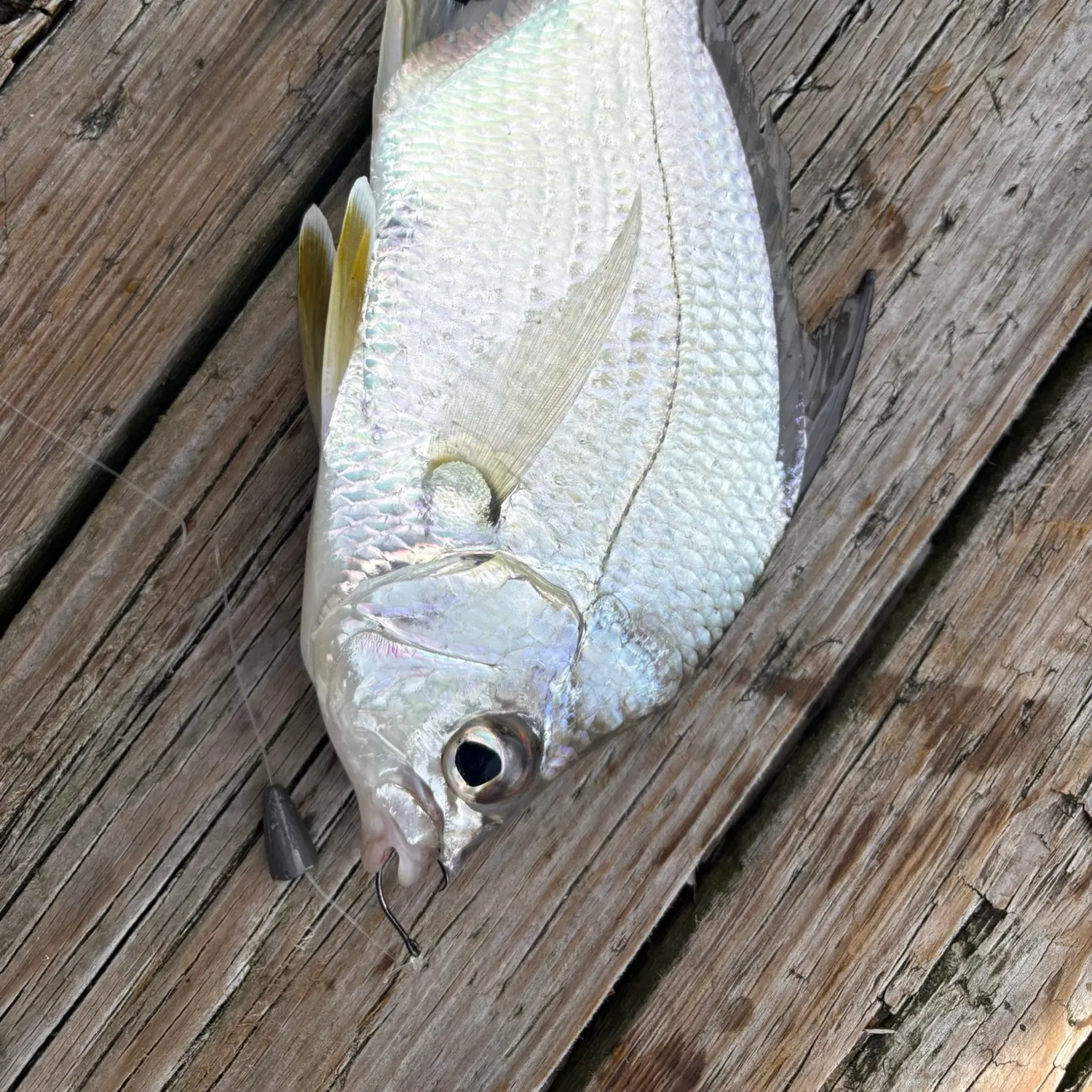 Striped mojarra caught on Fishbrain