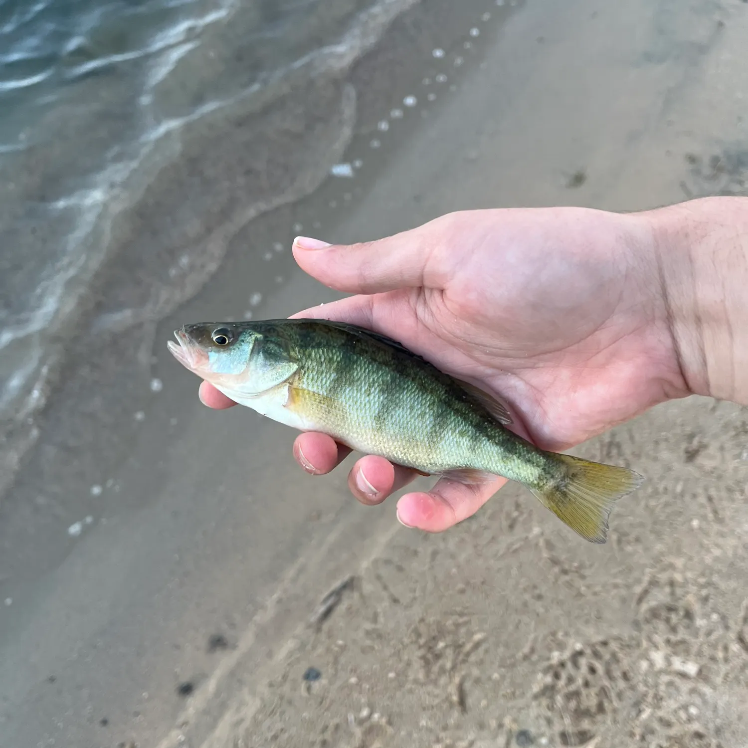 Yellow perch caught on Fishbrain