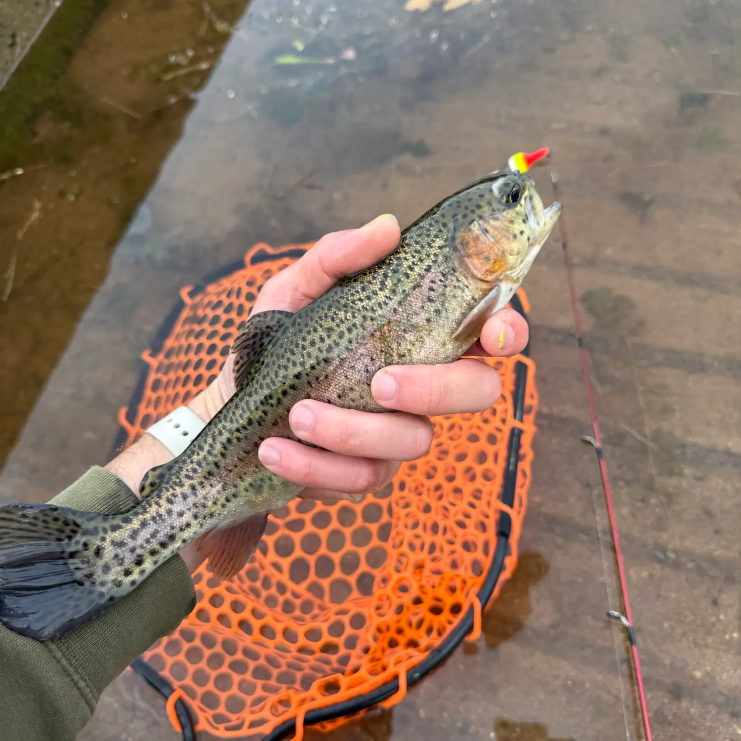 Rainbow trout caught on Fishbrain