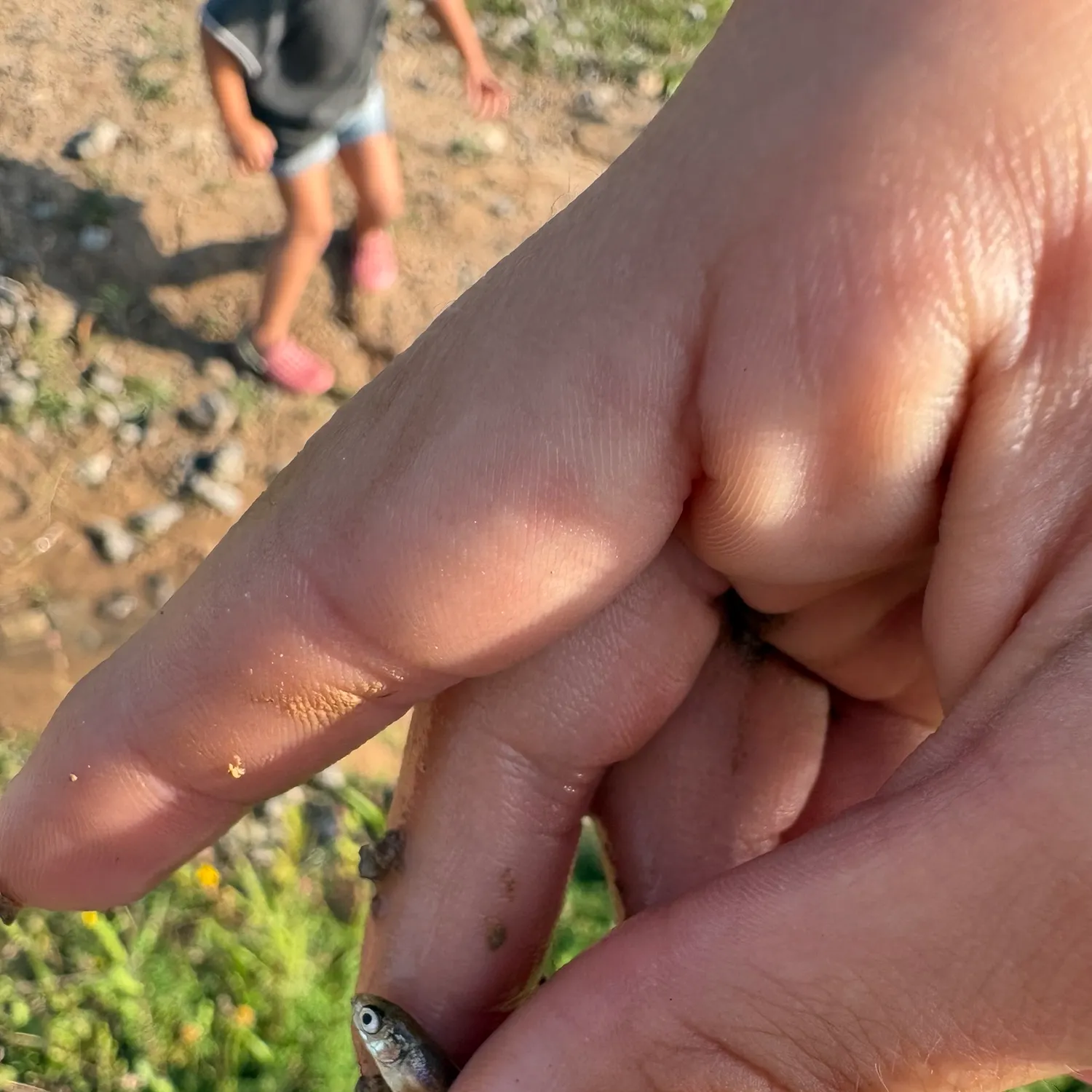 The most recent Rainbow darter catches on Fishbrain