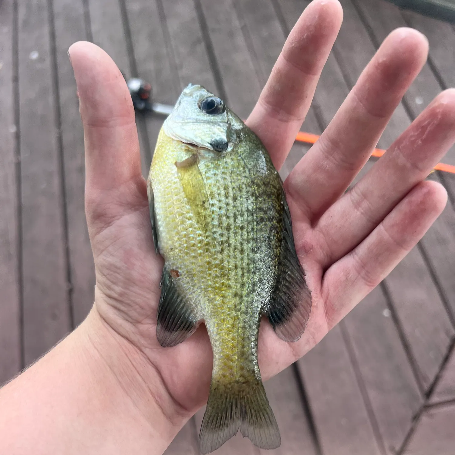 Green sunfish caught on Fishbrain