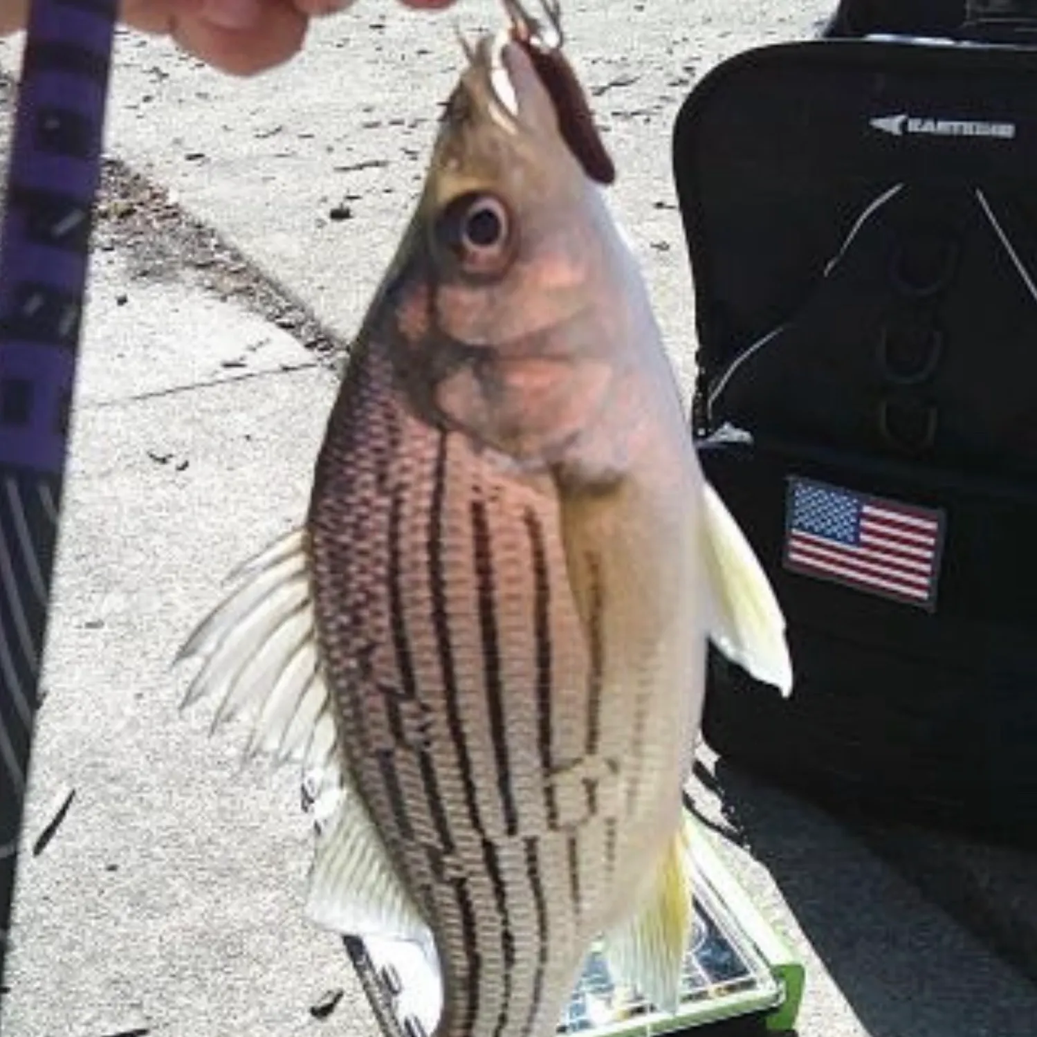Yellow bass caught on Fishbrain