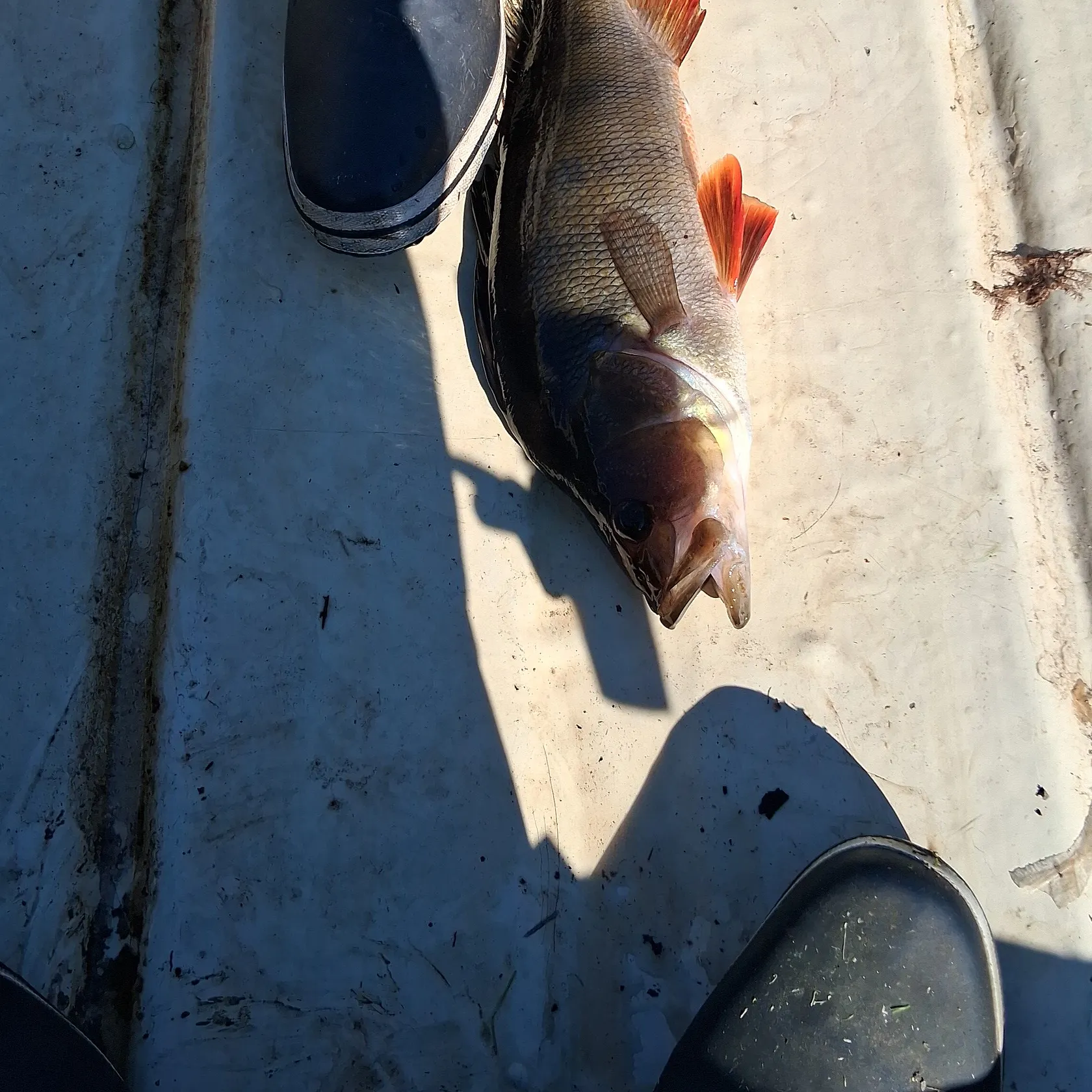 European perch caught on Fishbrain