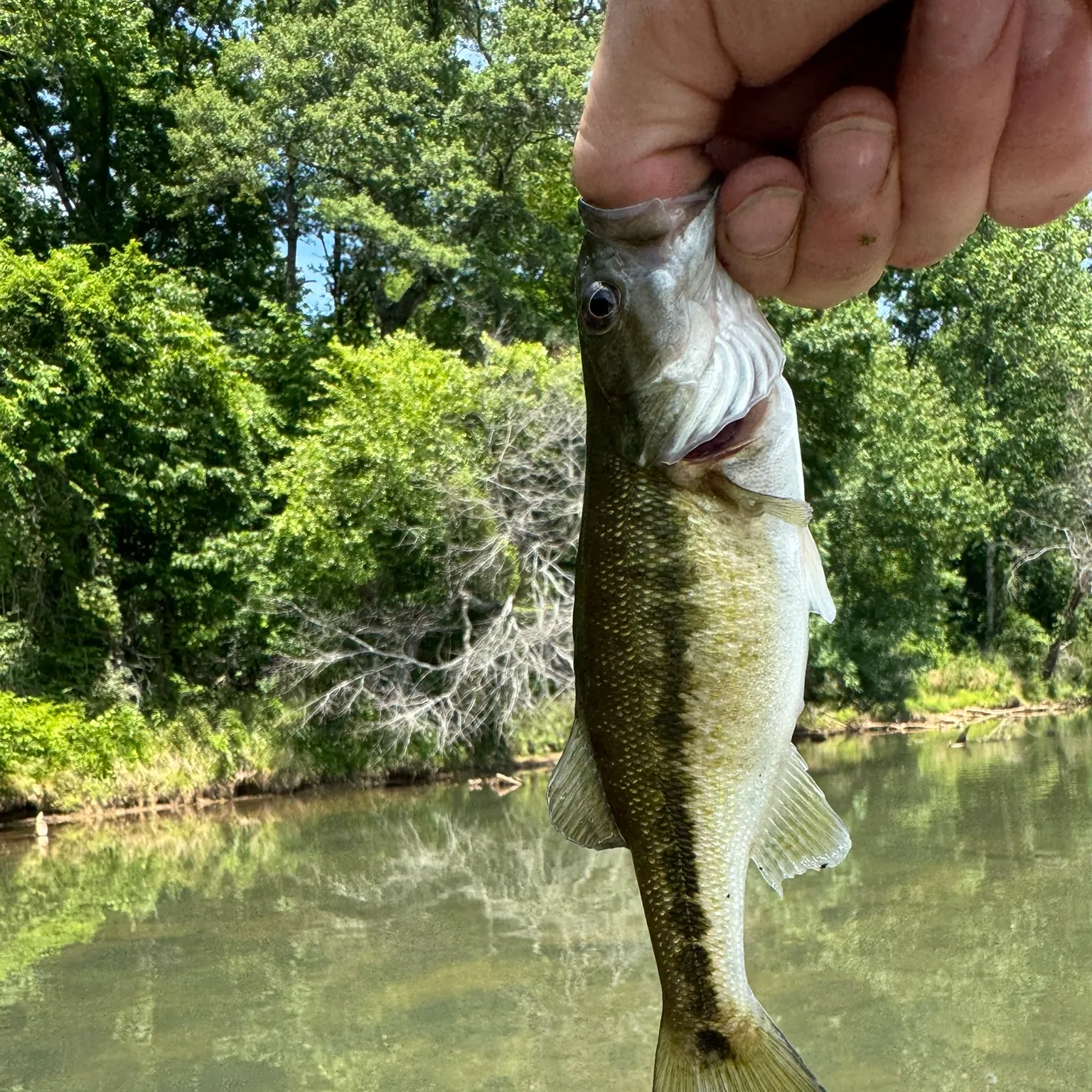 The most recent Alabama bass catches on Fishbrain