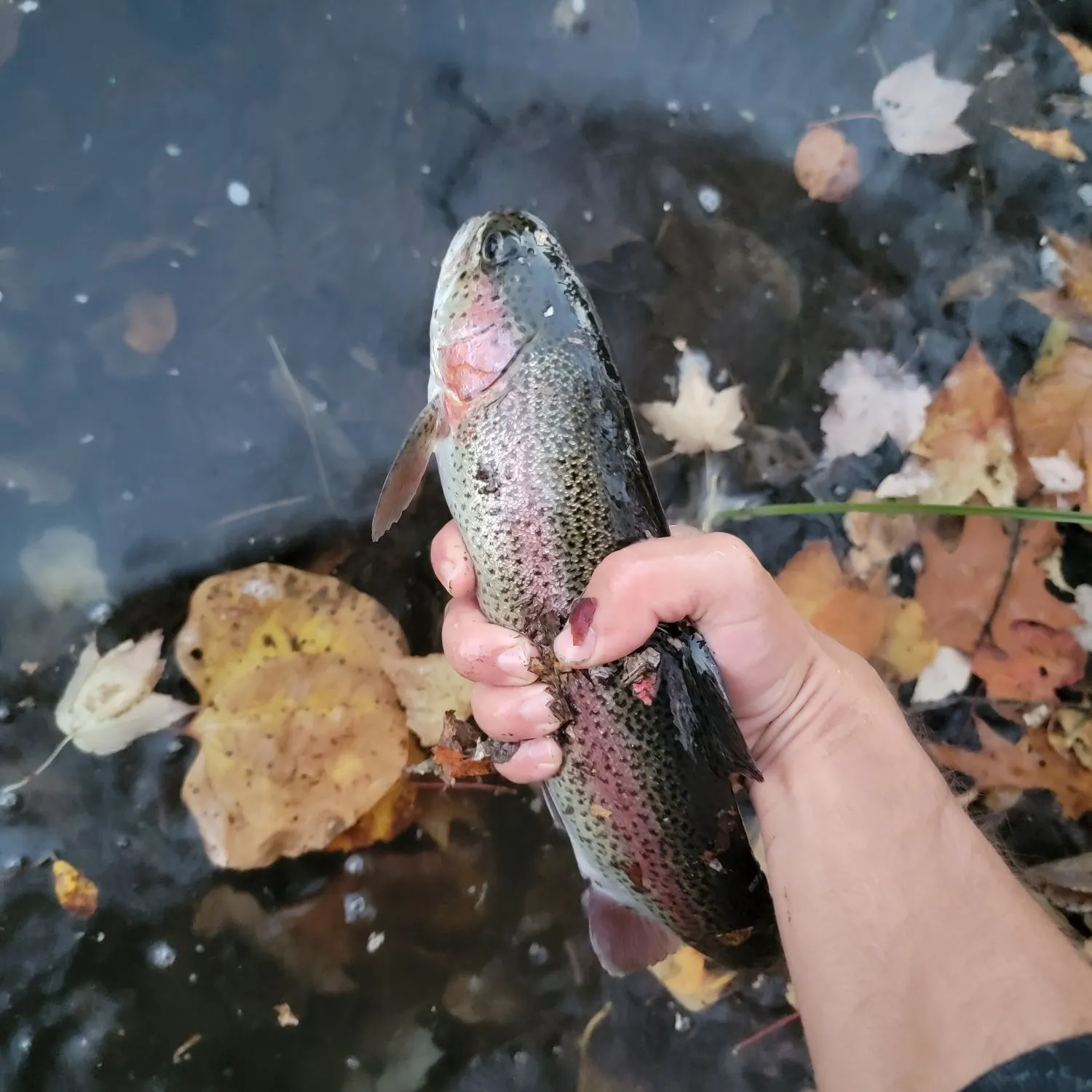 Rainbow trout caught on Fishbrain
