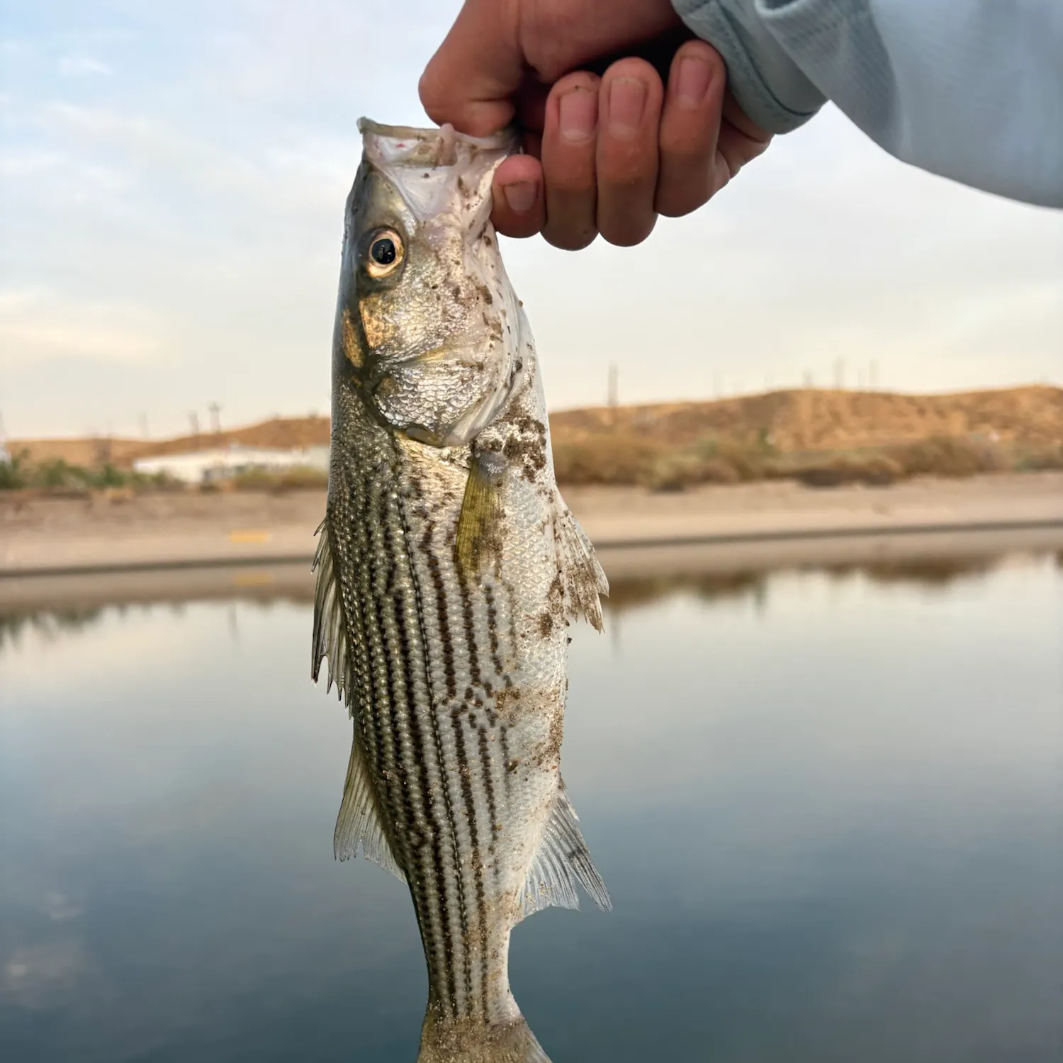 Striped bass caught on Fishbrain