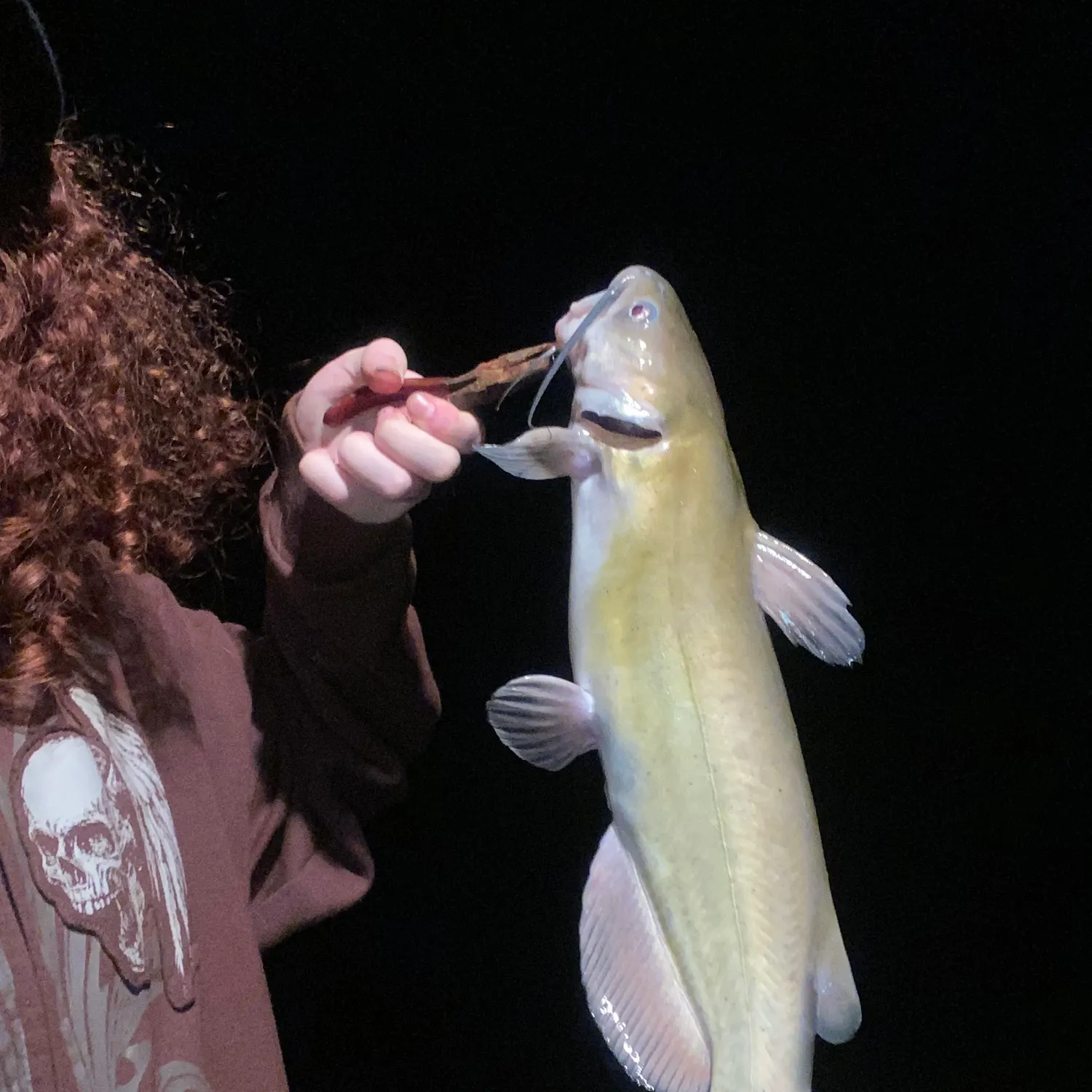 Channel catfish caught on Fishbrain