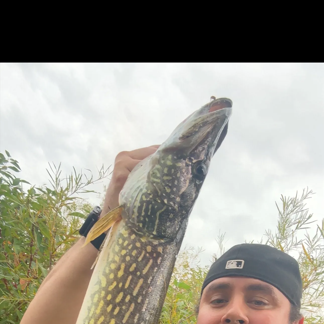 Northern pike caught on Fishbrain