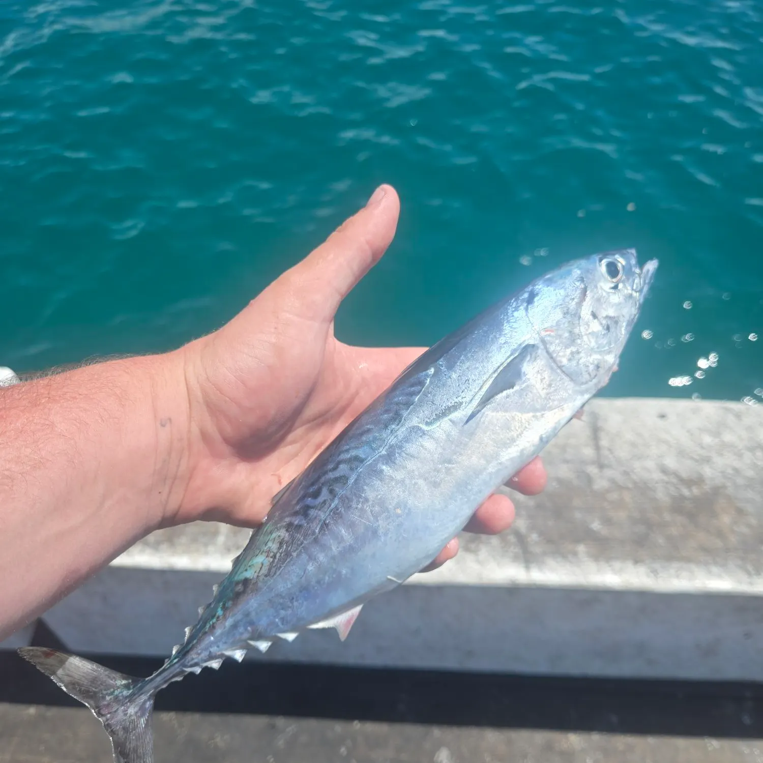 The most recent Frigate tuna catches on Fishbrain