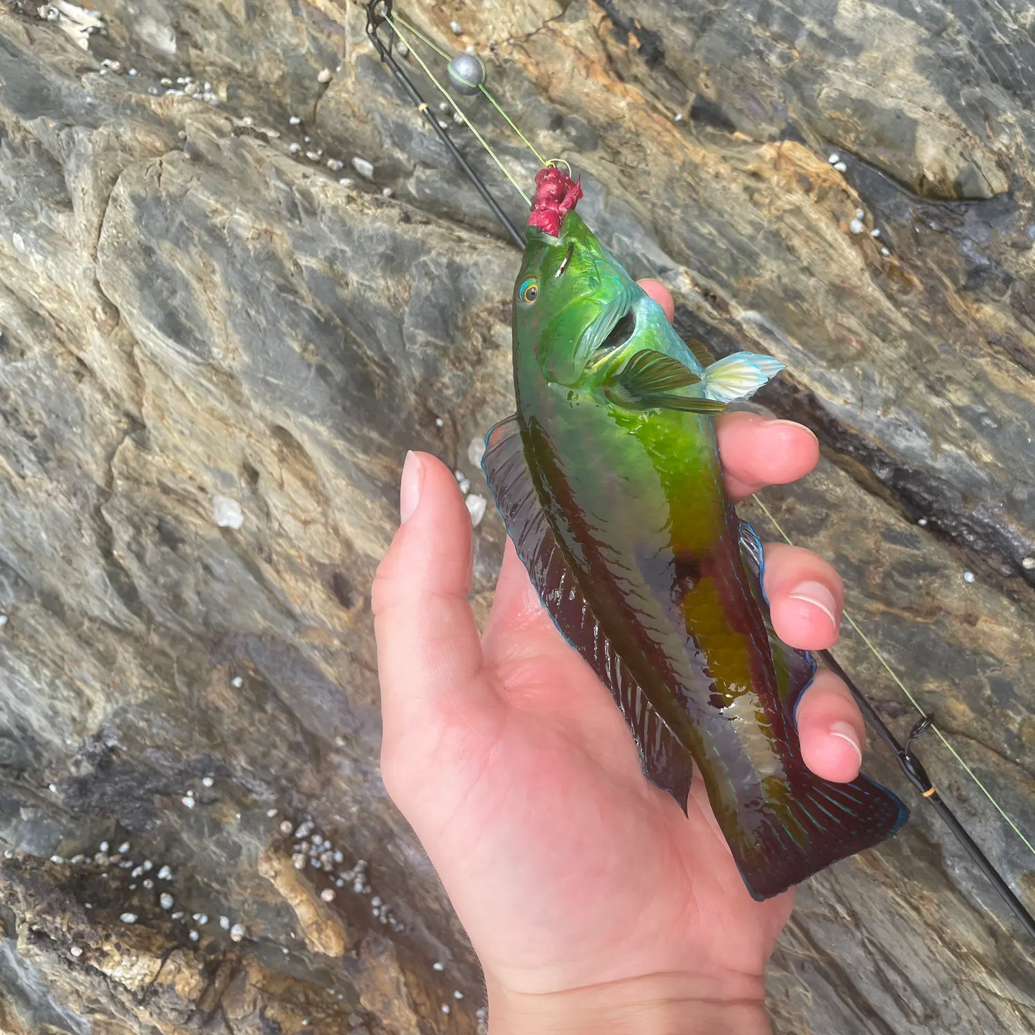 The most recent Patrician wrasse catches on Fishbrain