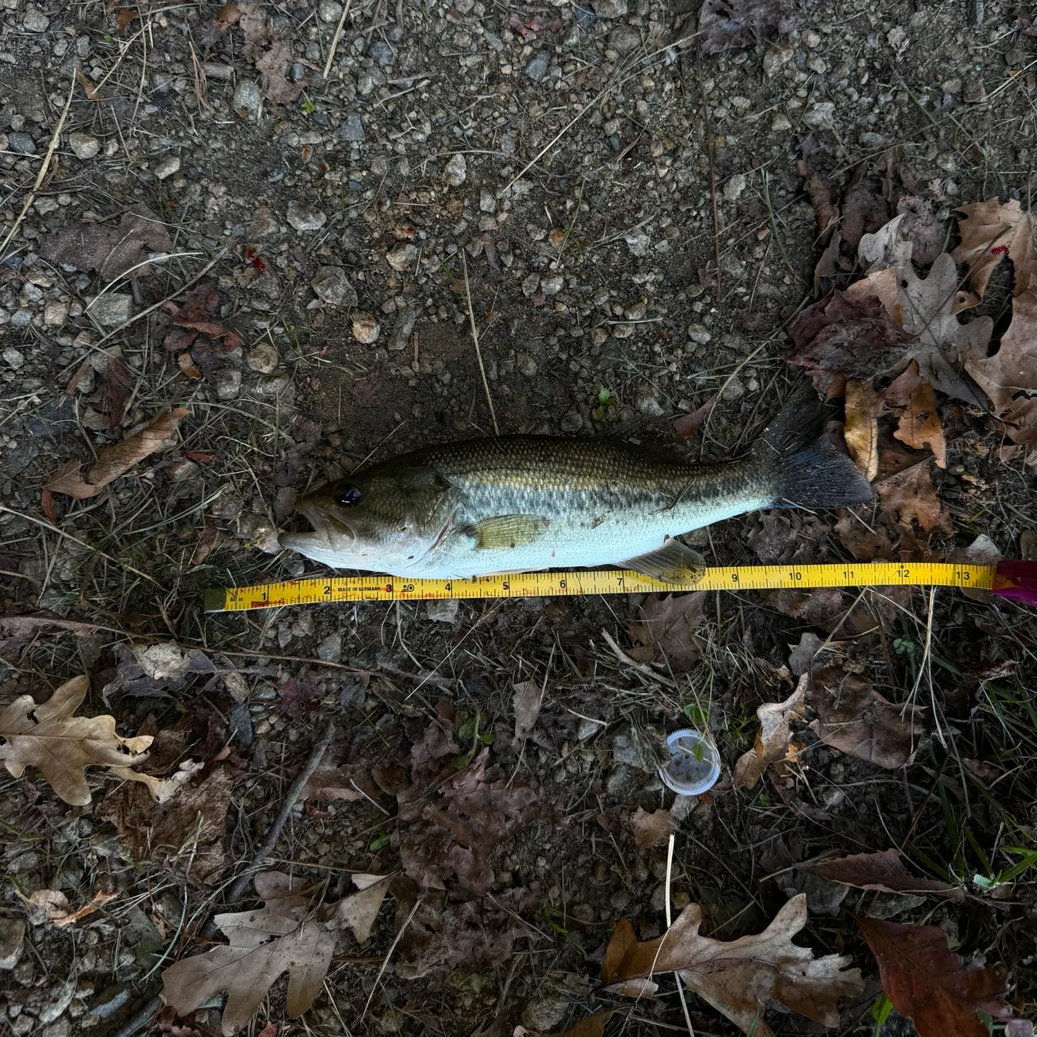 Largemouth bass caught on Fishbrain