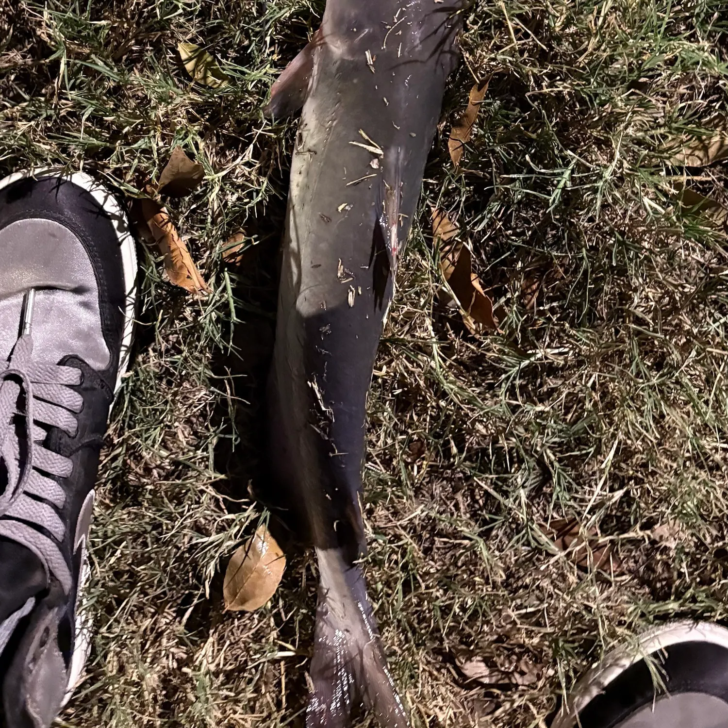 Channel catfish caught on Fishbrain
