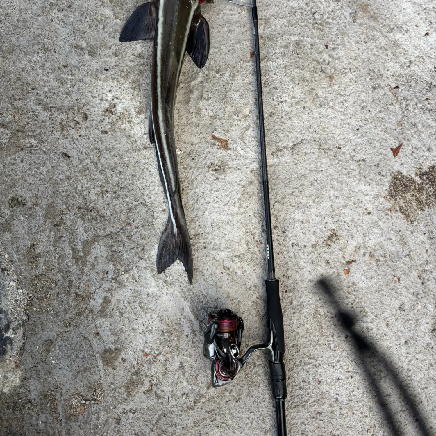 The most recent Cobia catches on Fishbrain