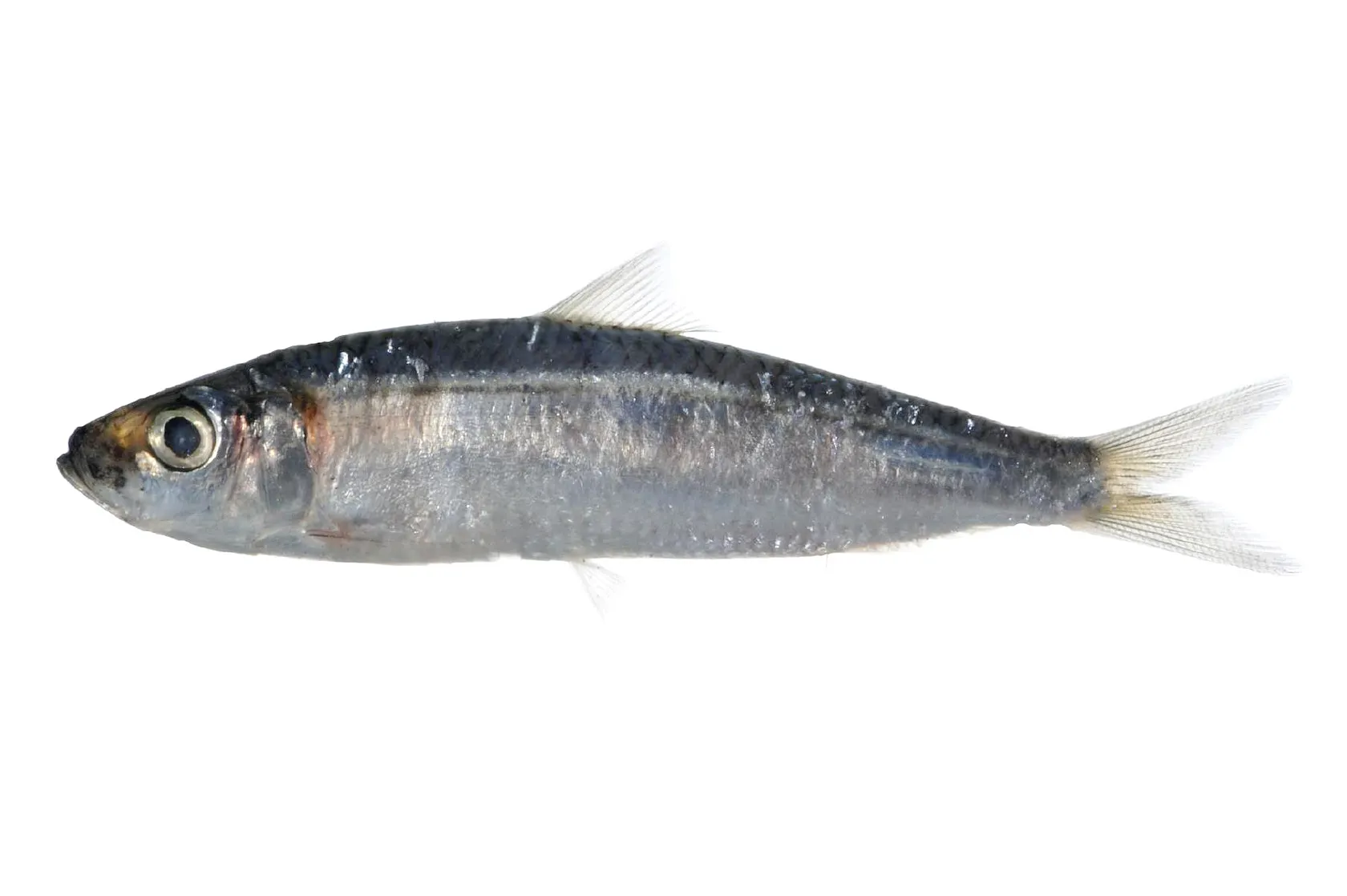 Bluestripe herring