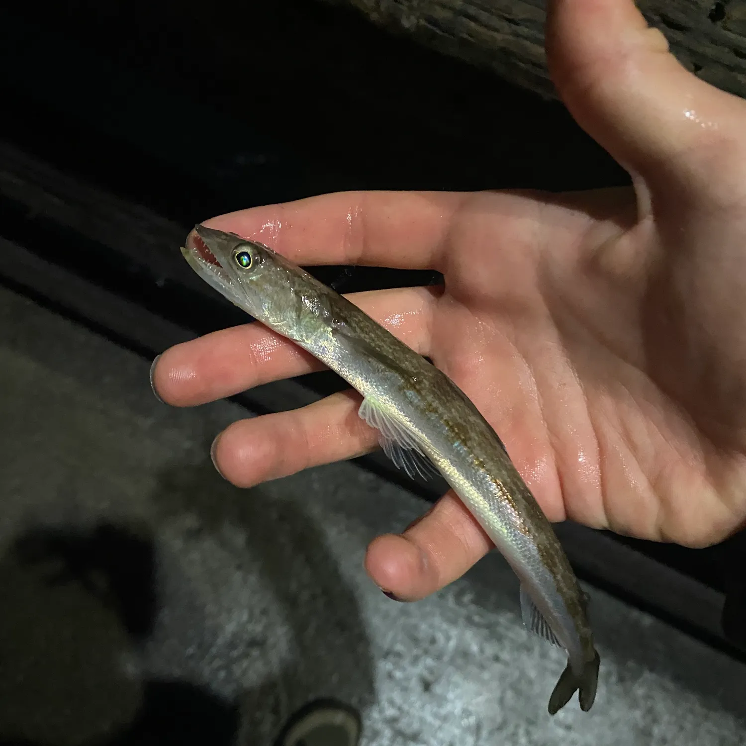The most recent California lizardfish catches on Fishbrain
