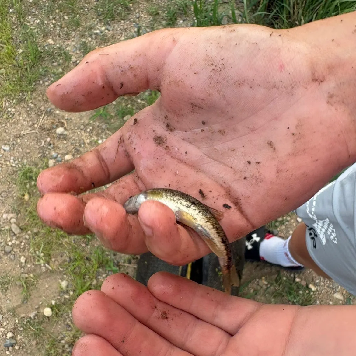 Creek chub caught on Fishbrain