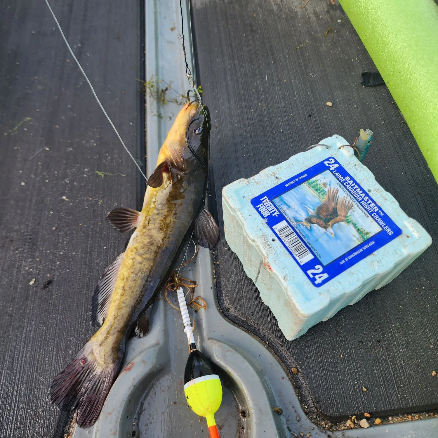 The most recent Black bullhead catches on Fishbrain