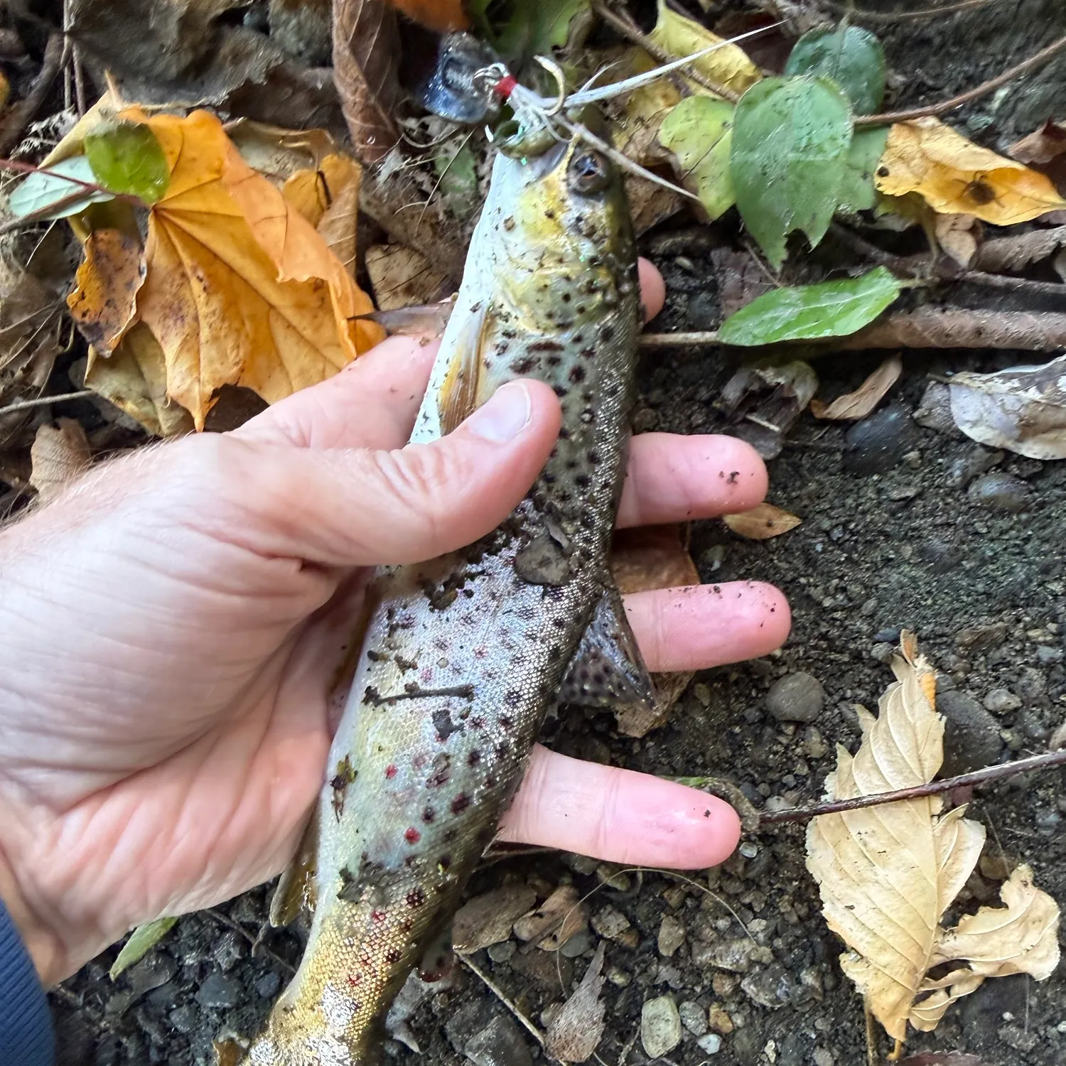 Brown trout caught on Fishbrain