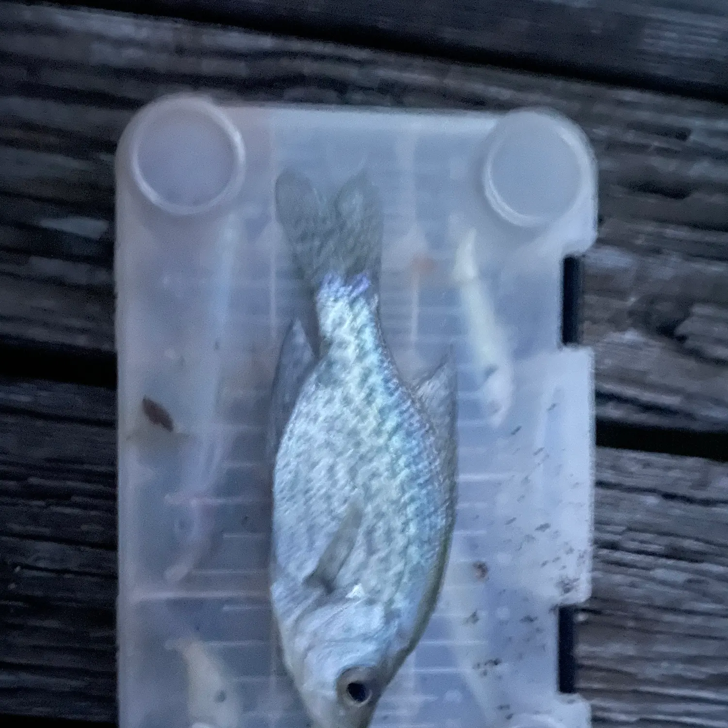 Black crappie caught on Fishbrain