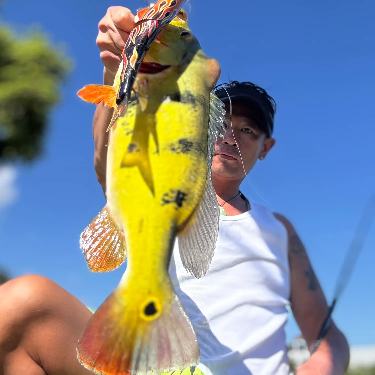 The most recent Butterfly peacock bass catches on Fishbrain