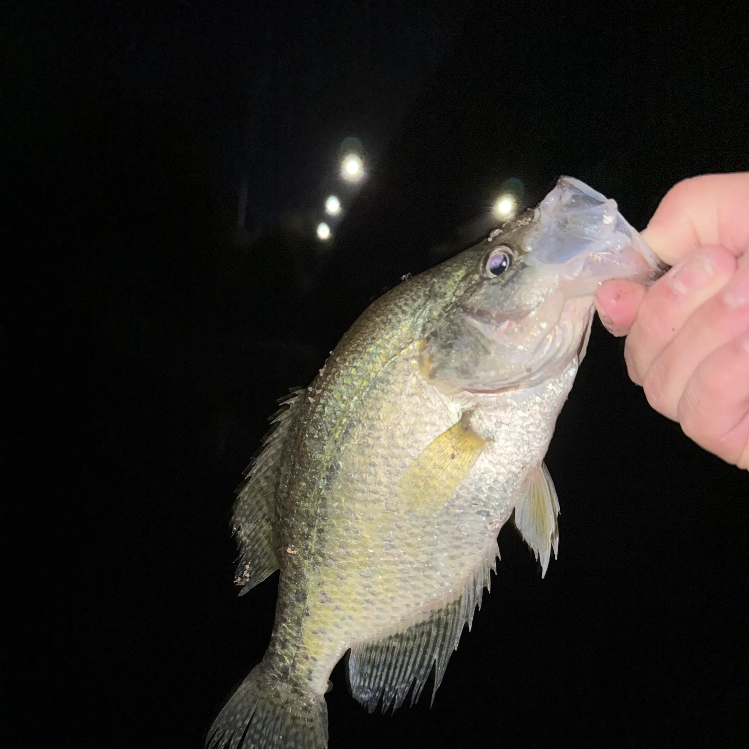White crappie caught on Fishbrain
