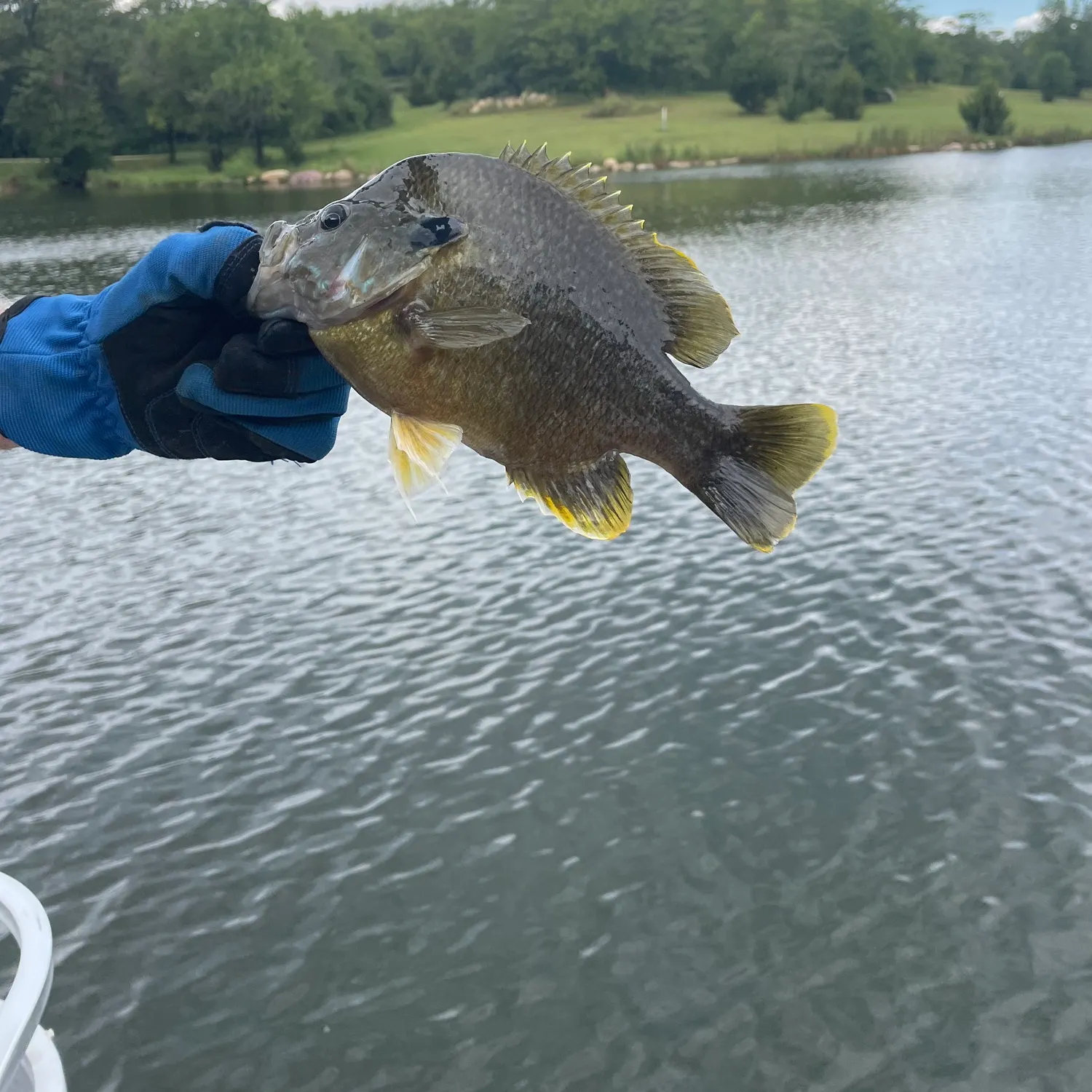 Greengill hybrid caught on Fishbrain