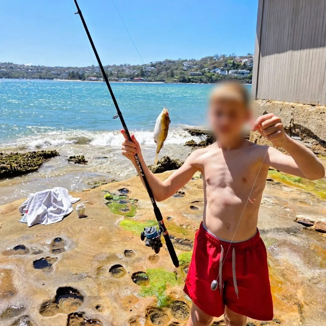 The most recent Panther puffer catches on Fishbrain