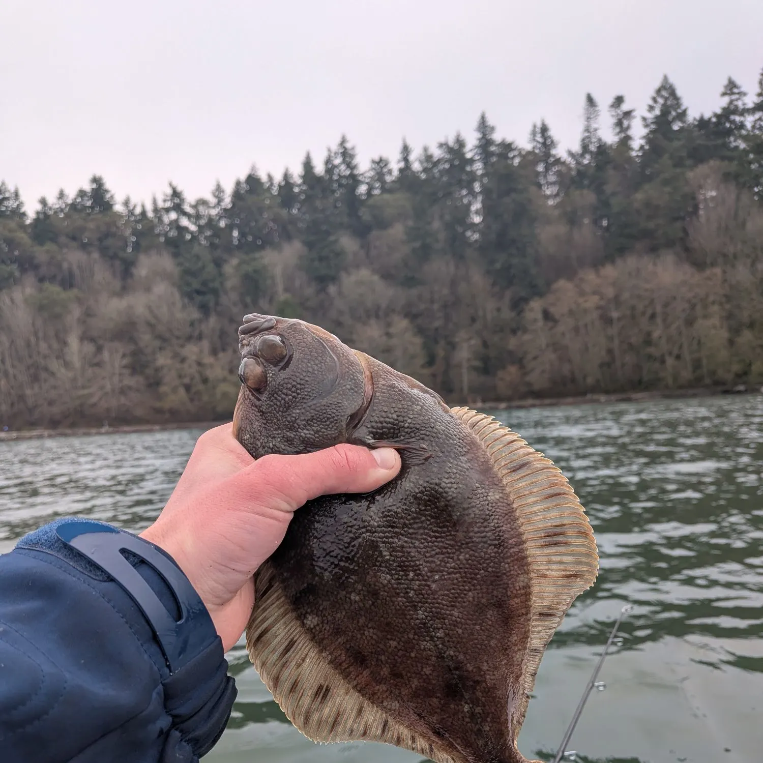 The most recent Northern rock sole catches on Fishbrain