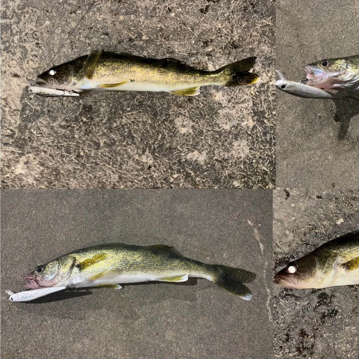 Walleye caught on Fishbrain