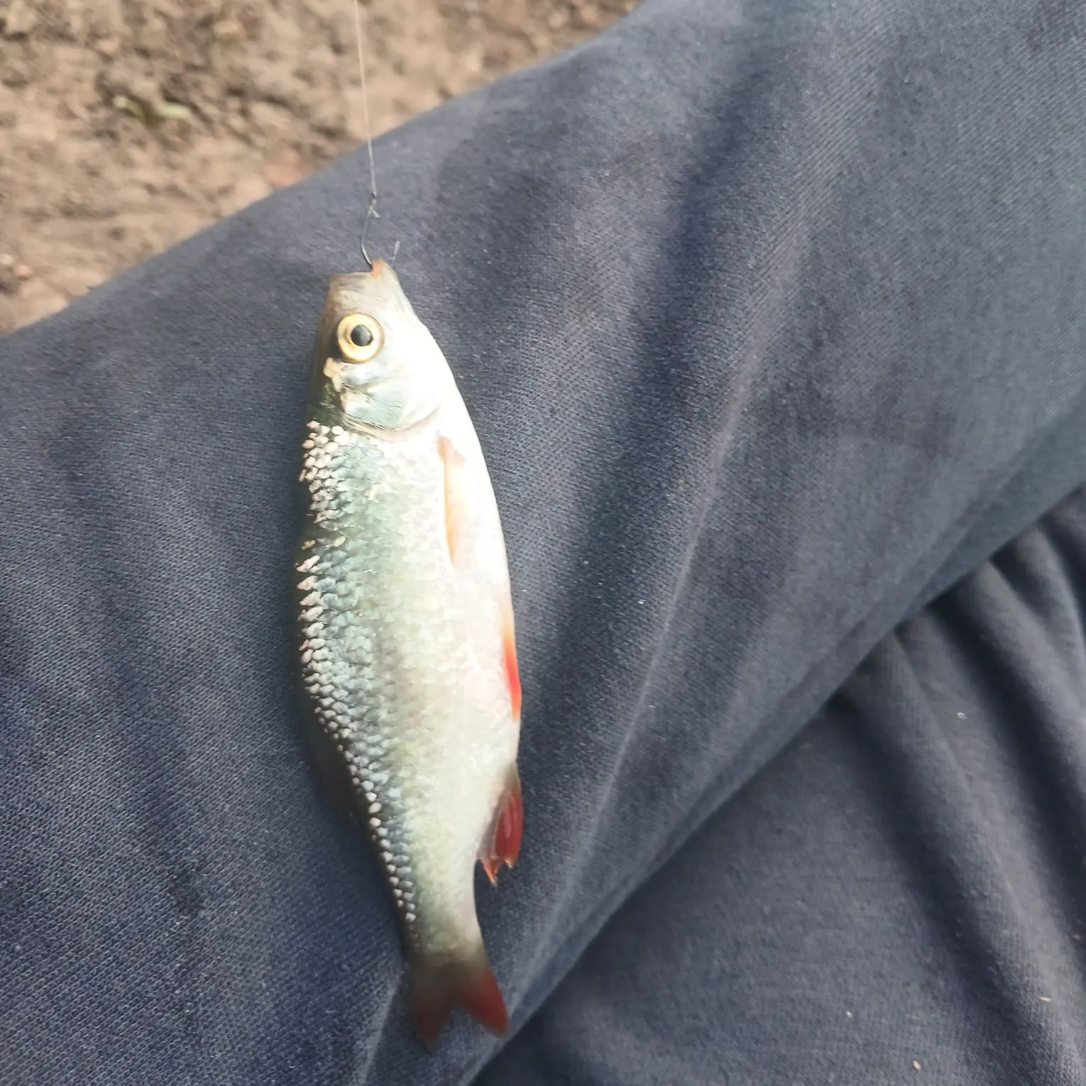 The most recent Common rudd catches on Fishbrain