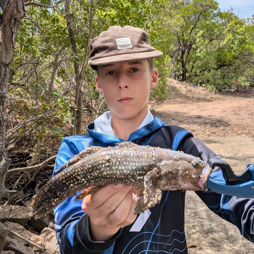 The most recent Malabar grouper catches on Fishbrain