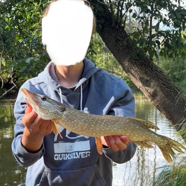 Northern pike caught on Fishbrain