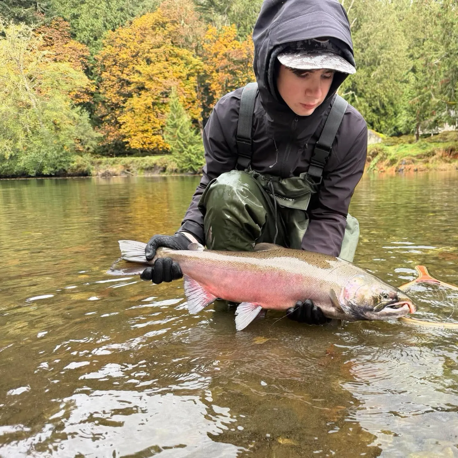 Coho salmon caught on Fishbrain