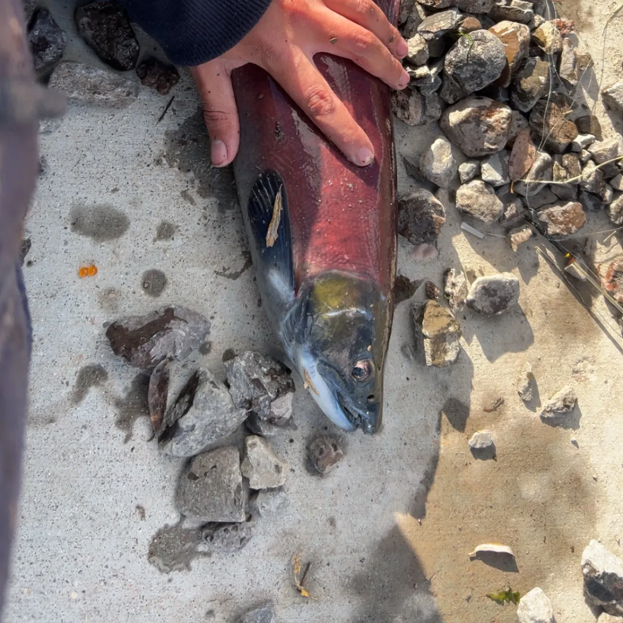 The most recent Kokanee salmon catches on Fishbrain