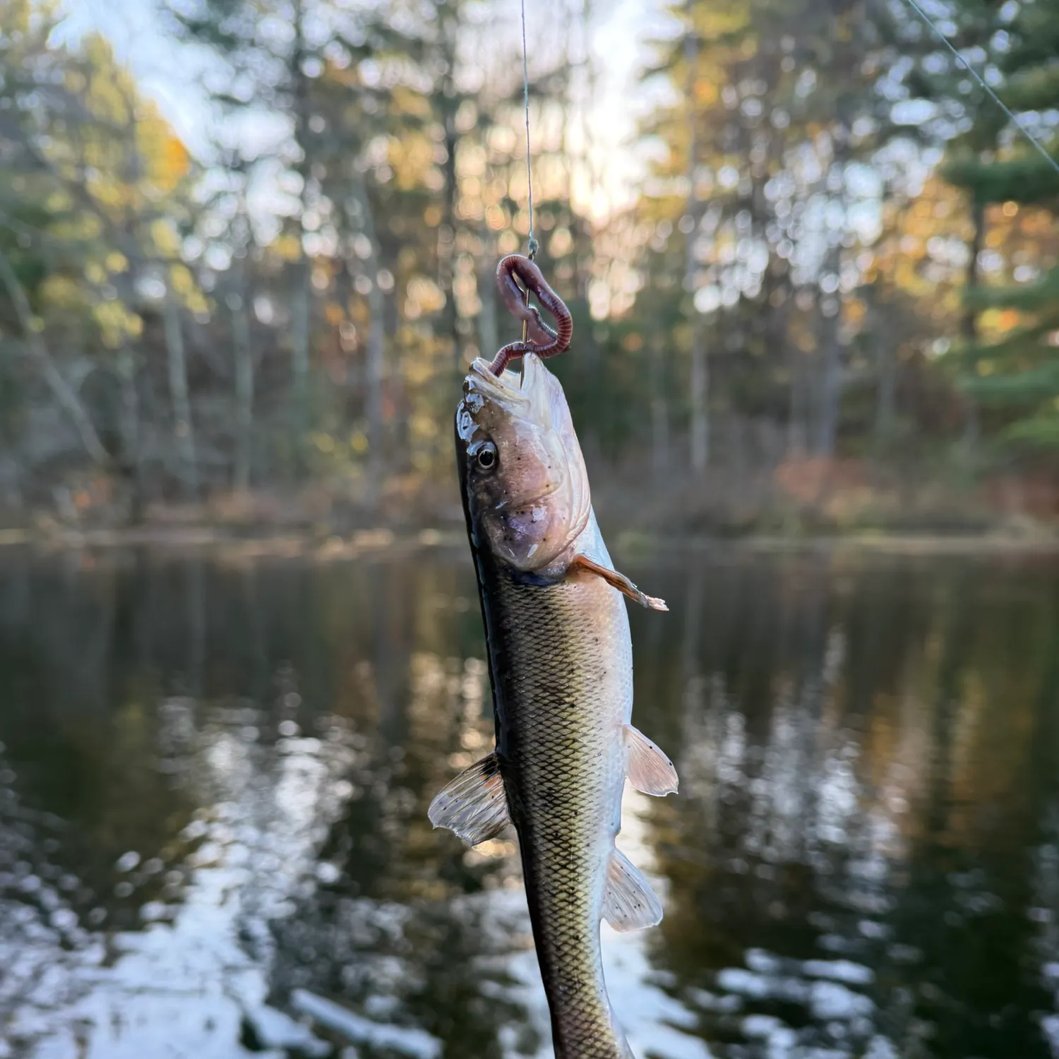 Creek chub caught on Fishbrain