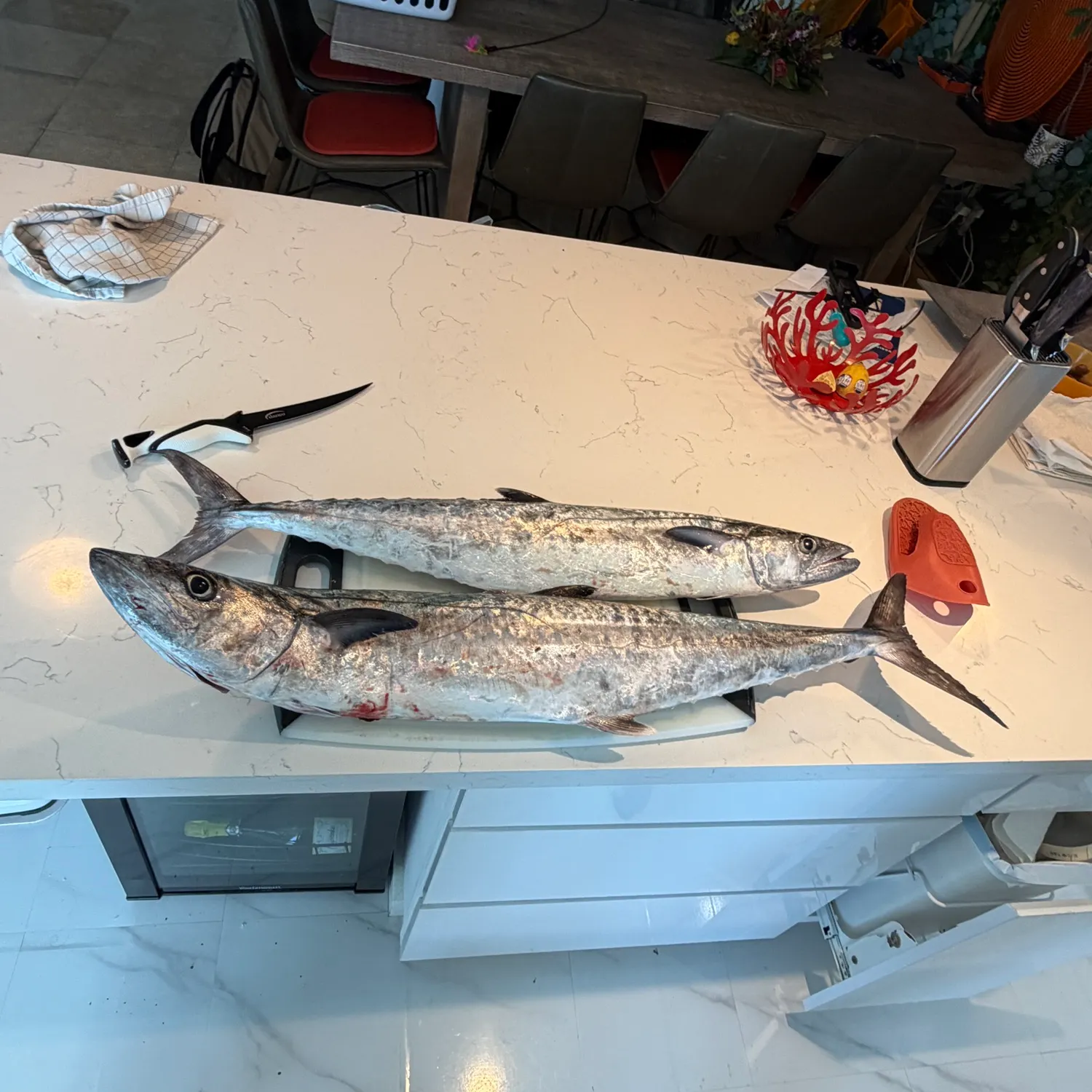 The most recent King mackerel catches on Fishbrain