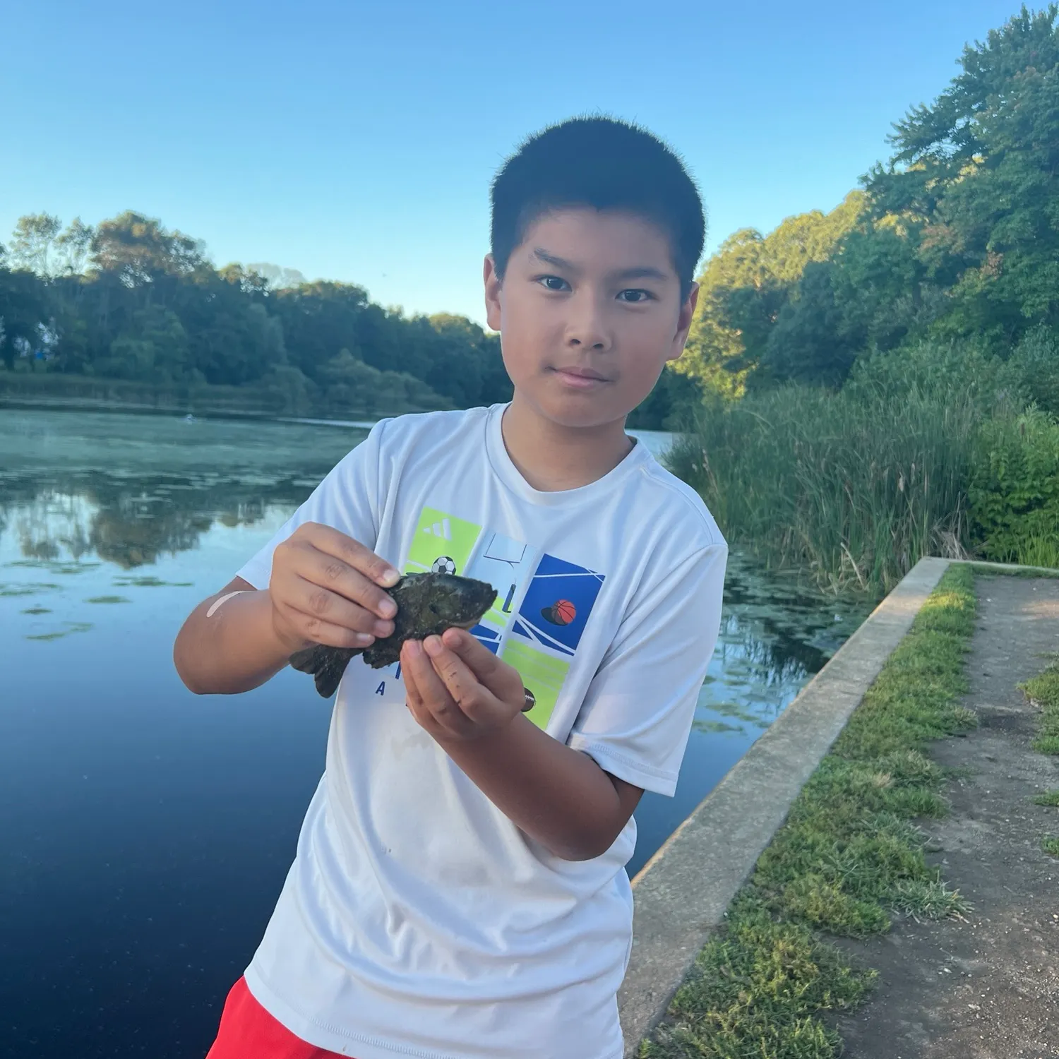 Bluegill caught on Fishbrain