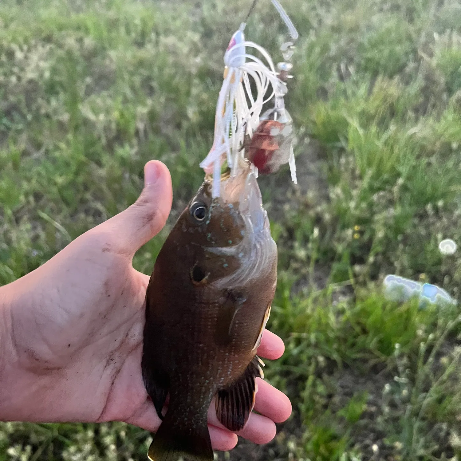 The most recent Warmouth x redear sunfish catches on Fishbrain