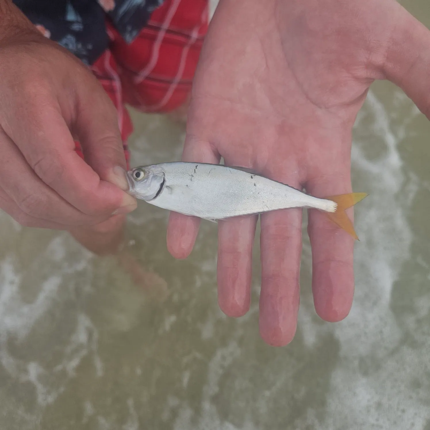 Leatherjack caught on Fishbrain