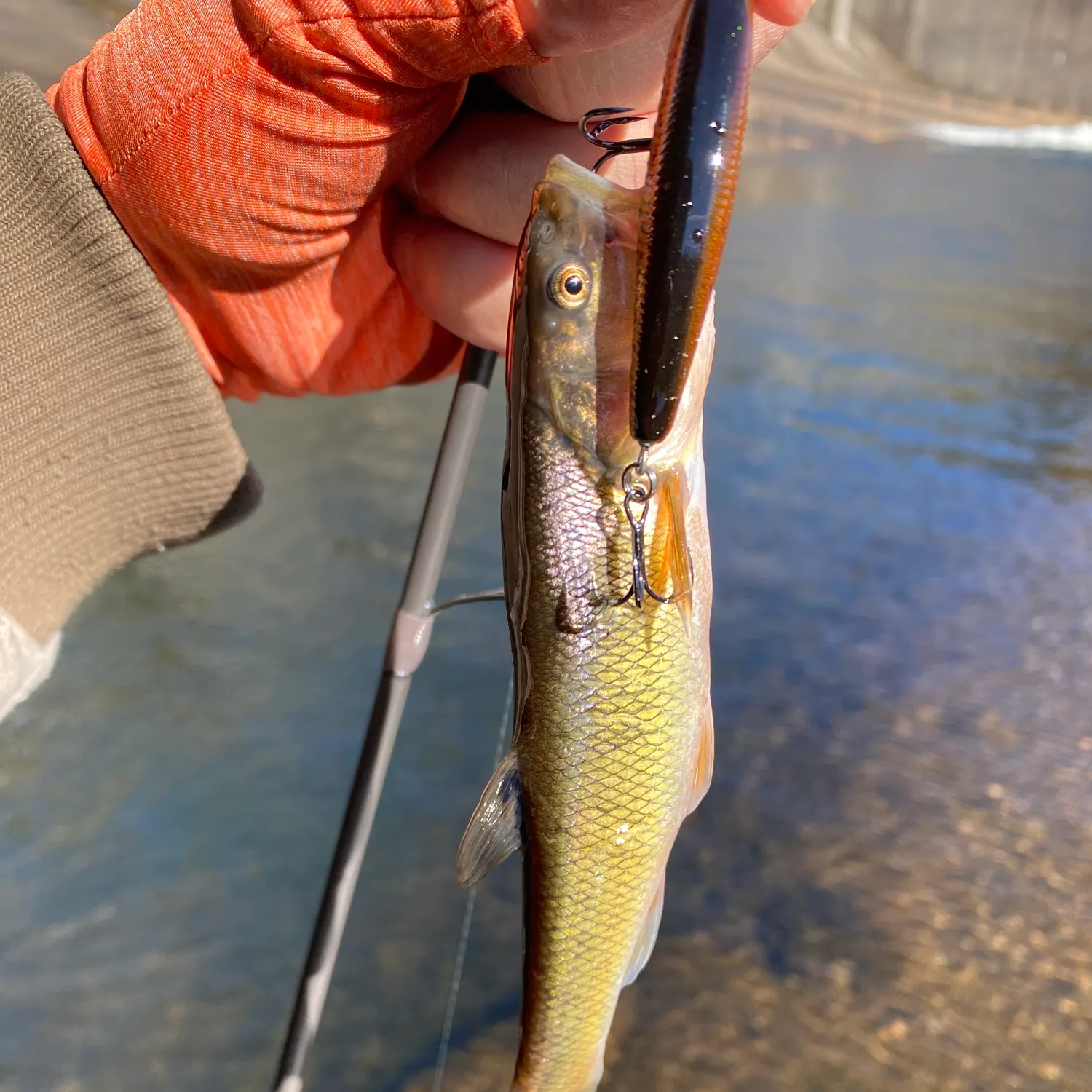 The most recent Flathead chub catches on Fishbrain