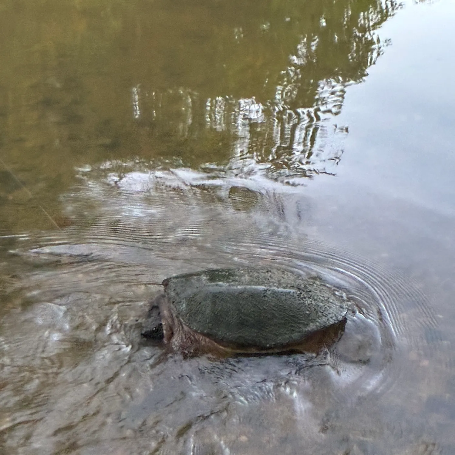 Common snapping turtle caught on Fishbrain