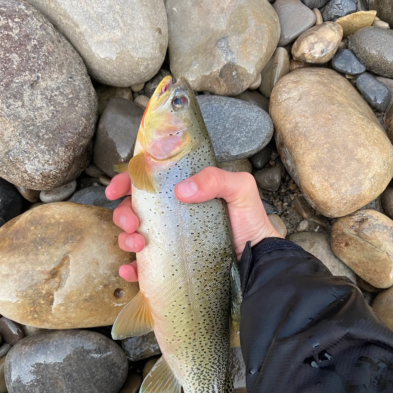 The most popular recent Westlope cutthroat trout catch on Fishbrain