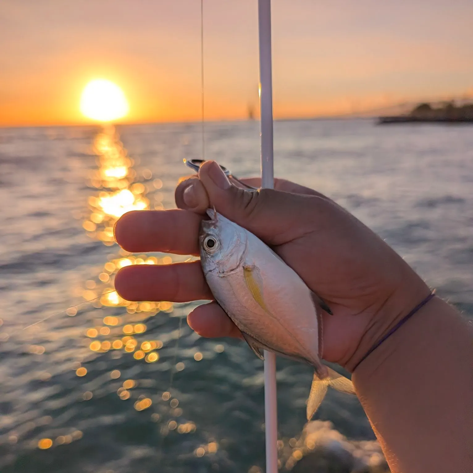 Bluefin trevally caught on Fishbrain