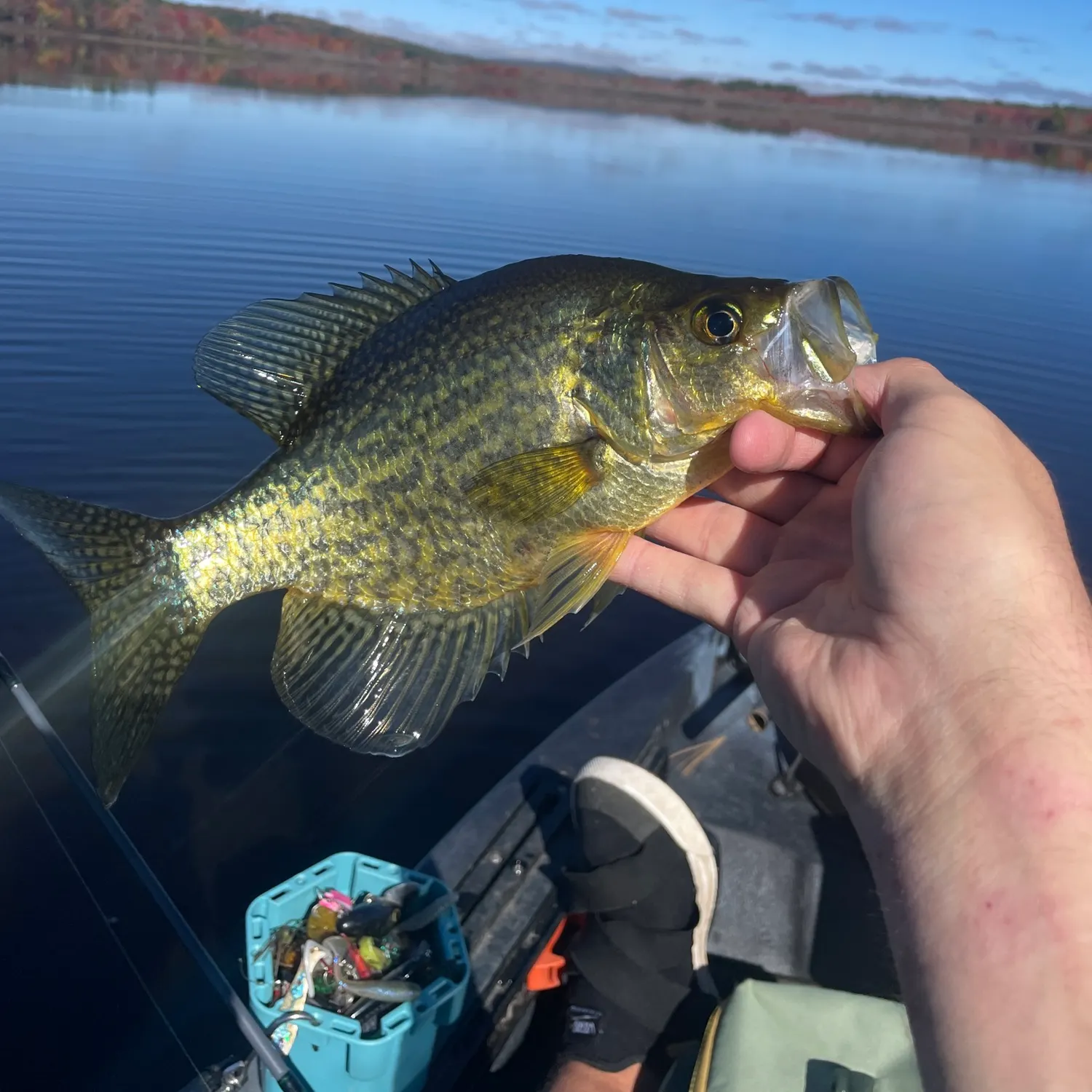 Black crappie caught on Fishbrain