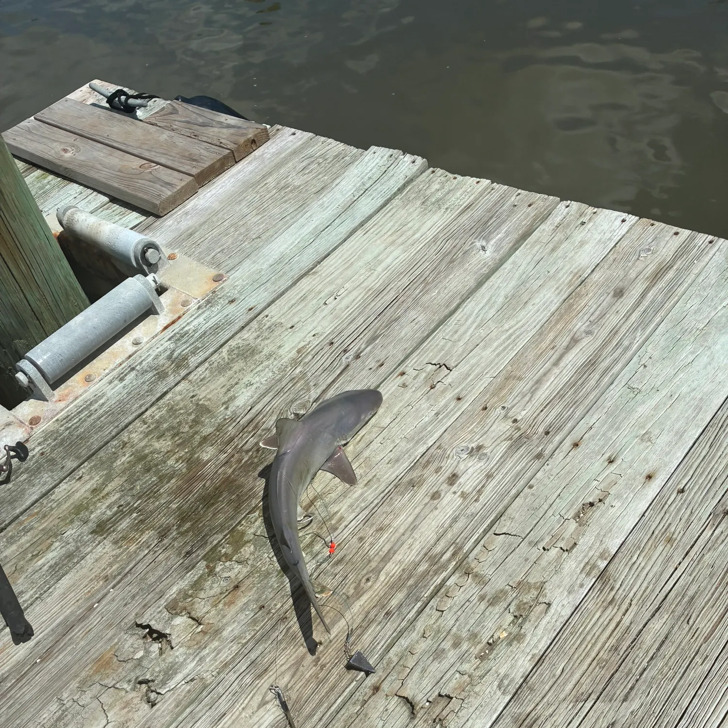 Atlantic sharpnose shark caught on Fishbrain