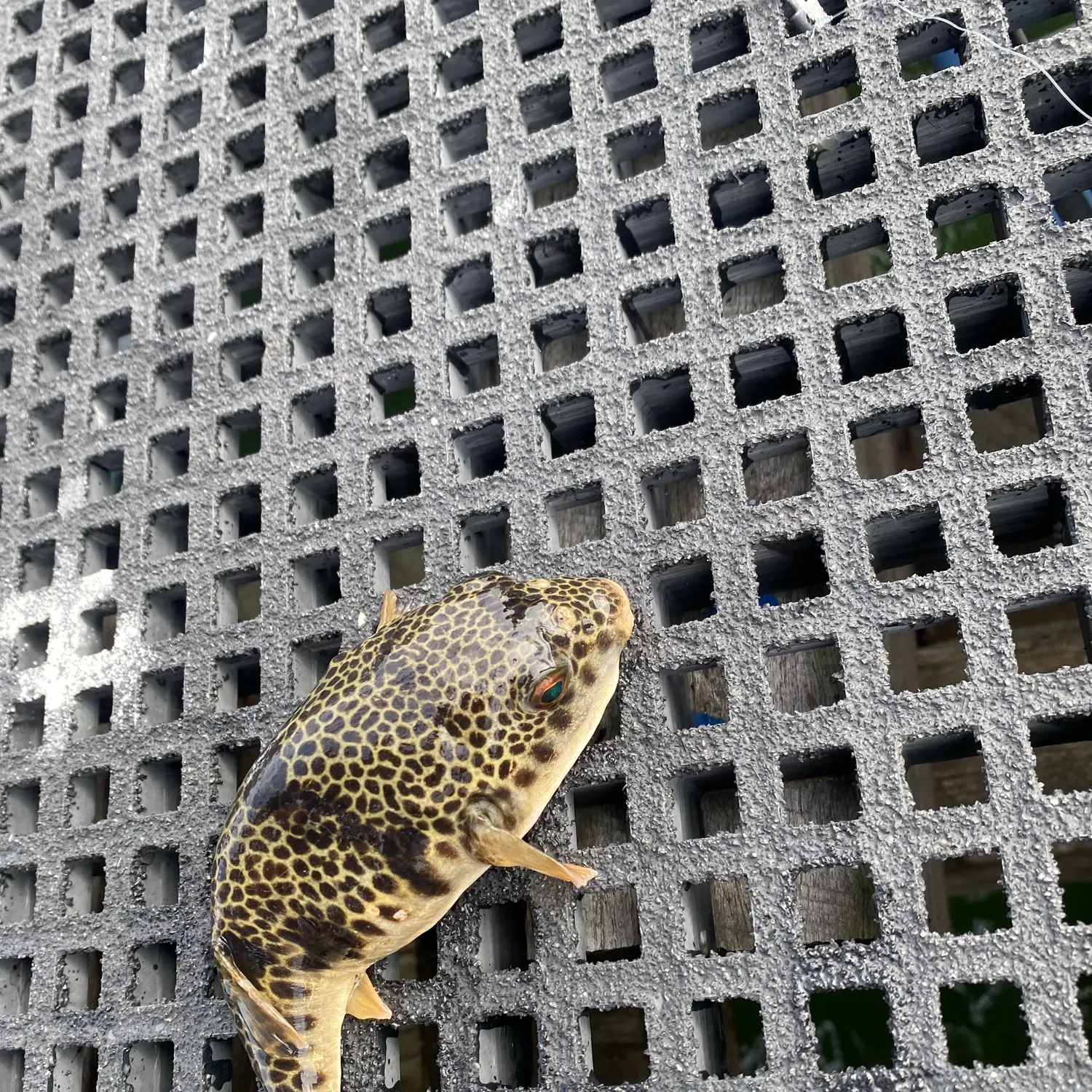 The most recent Smooth toadfish catches on Fishbrain