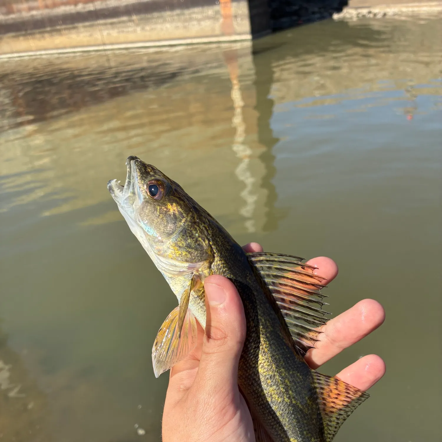 The most recent Saugeye catches on Fishbrain